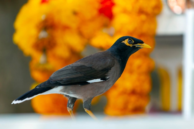 El myna común o myna indio es un ave de la familia Sturnidae nativa de Asia
