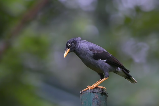 Myna común posado en un poste