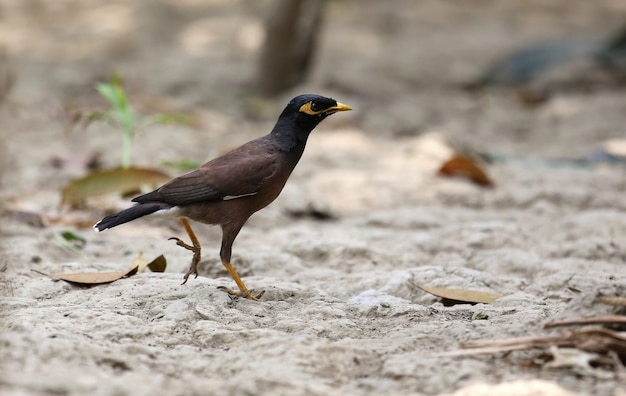 Myna común del subcontinente indio en el suelo