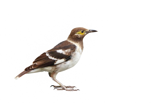 Mynas em pé isolado no fundo branco.