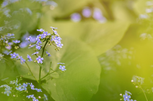 Myosotis-Blüten und grüne Blätter mit Kopierraum