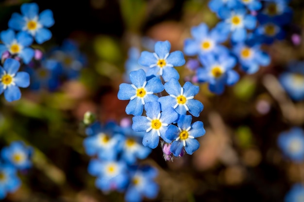 Foto myosotis scorpioides wahr oder wasser vergiss mich nicht. türkischer name; unutma beni cicegi