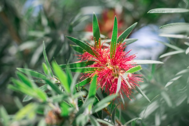 Myrtaceae flores rojas