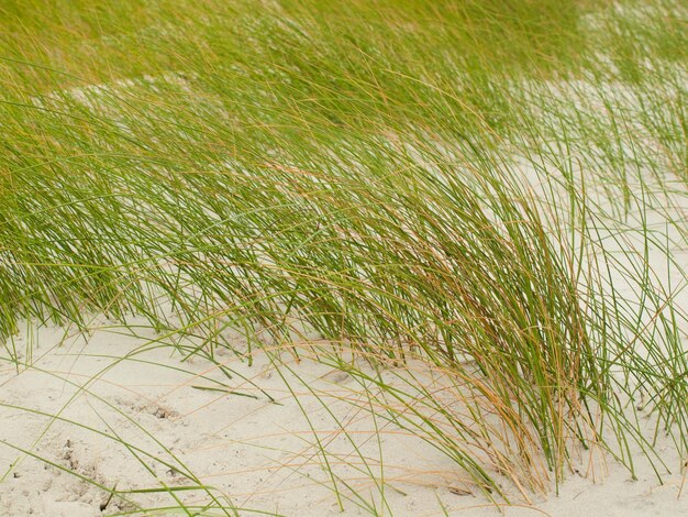 Myrtle Beach es una ciudad costera en la costa este de los Estados Unidos en el condado de Horry, Carolina del Sur.