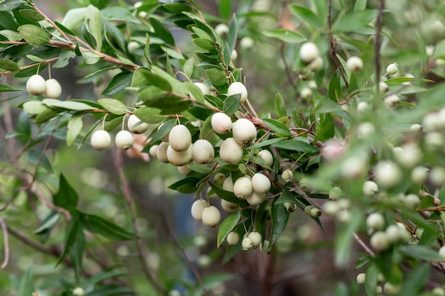 Myrtle Communis Bush (gemeinsame Myrte) weiße Beeren auf Zweig, Nahaufnahme, Makro. Natürliche Vitamine in Zypern