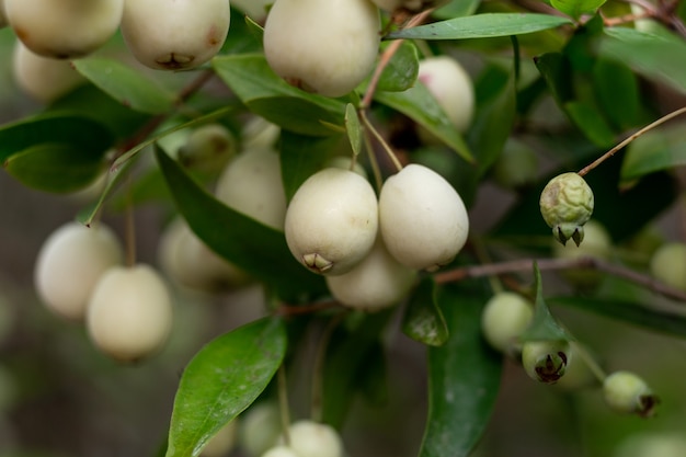 Myrtle Communis (gemeinsame Myrte) weiße Beeren auf Zweig, Nahaufnahme, Makro. Natürliche Vitamine in Zypern