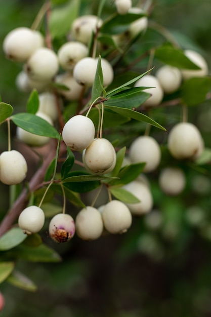 Myrtle Communis (gemeinsame Myrte) weiße Beeren auf Zweig, Nahaufnahme, Makro. Natürliche Vitamine in Zypern