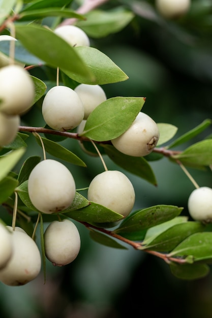 Myrtle Communis (gemeinsame Myrte) weiße Beeren auf Zweig, Nahaufnahme, Makro. Natürliche Vitamine in Zypern