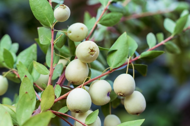 Myrtle Communis (gemeinsame Myrte) weiße Beeren auf Zweig, Nahaufnahme, Makro. Natürliche Vitamine in Zypern