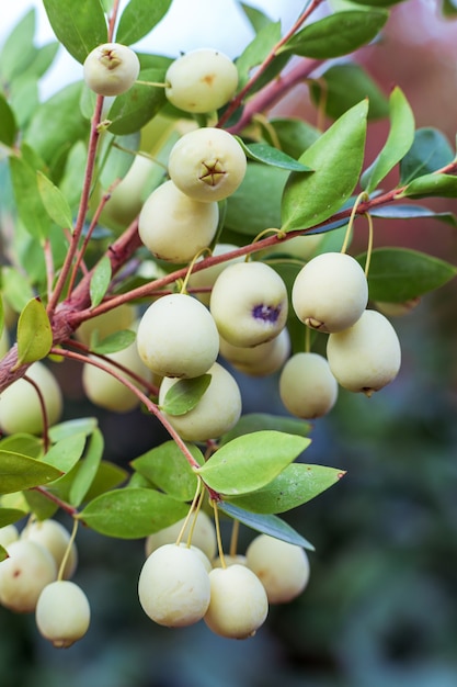 Myrtle Communis (gemeinsame Myrte) weiße Beeren auf Zweig, Nahaufnahme, Makro. Natürliche Vitamine in Zypern