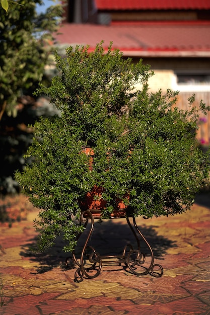 Myrtle en una olla en un stand en un patio rural