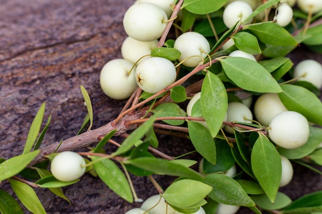 Myrtles communis (Myrtle comum) bagas brancas no galho, close-up, macro. Vitaminas naturais em Chipre. Fundo de madeira