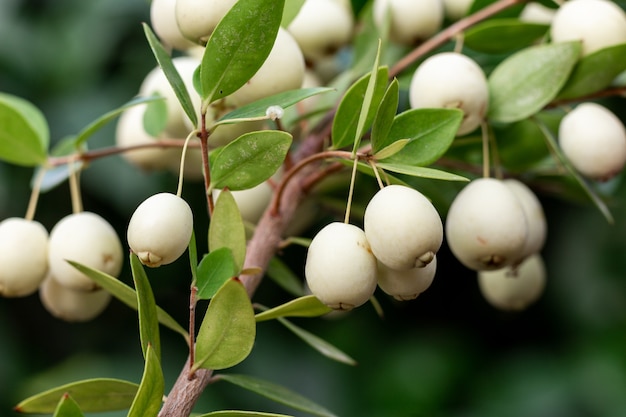 Myrtles communis (Myrtle comum) bagas brancas no galho, close-up, macro. Vitaminas naturais em Chipre