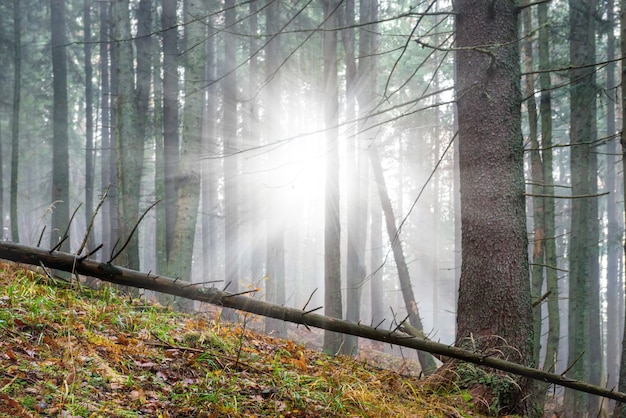 Mysteriöser Nebel im grünen Wald mit Pinien und strahlender Sonne