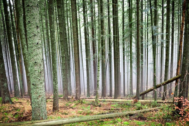 Mysteriöser Nebel im grünen Wald mit Pinien