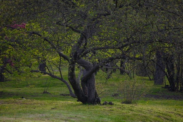 mysteriöser schöner gewundener Baum in einer grünen Wiese