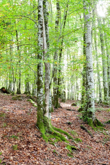 Mysteriöser Wald mit riesigen Bäumen