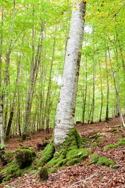 Mysteriöser Wald mit riesigen Bäumen