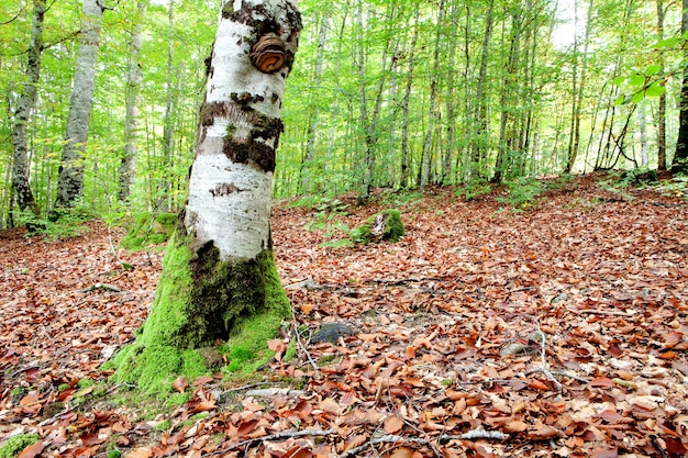 Mysteriöser Wald mit riesigen Bäumen