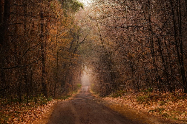 Mystische Herbststraße. Magische Waldszene. Straße in einem mysteriösen Herbstwald. Dunkle beängstigende Herbststraße