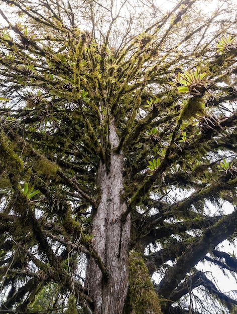 Foto mystischer grüner wald von brasilien