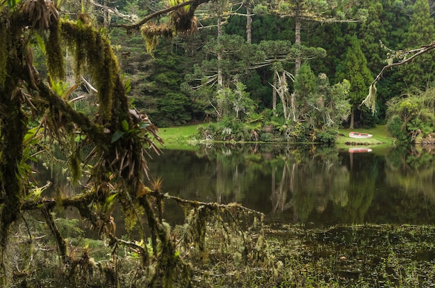 Mystischer grüner Wald von Brasilien