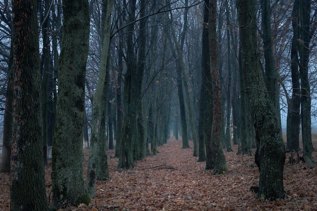 Mystischer Herbsteichenwald in leichtem Nebel mit dunklen Stämmen und Ästen über einem Teppich aus gefallenen Blättern