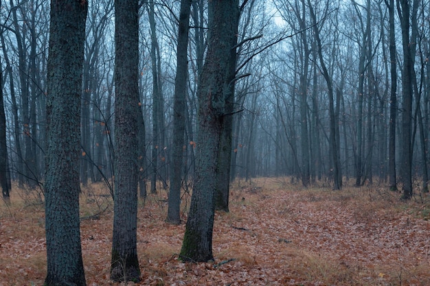 Mystischer Herbsteichenwald in leichtem Nebel mit dunklen Stämmen und Ästen über einem Teppich aus gefallenen Blättern