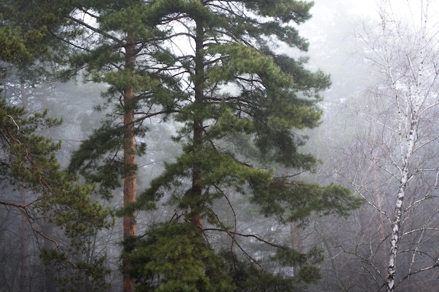Mystischer Nadelwald im Nebel
