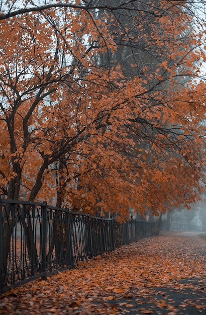 Mystischer Nebel in den Herbstparkbäumen mit vergilbtem Laub