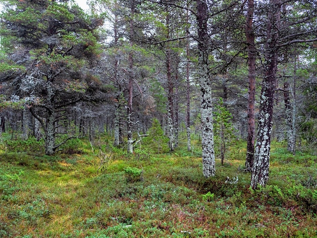 Mystischer Nordwald. Mit Moos bedeckte Bäume. Tiefer Wald auf der Kola-Halbinsel. Russland.