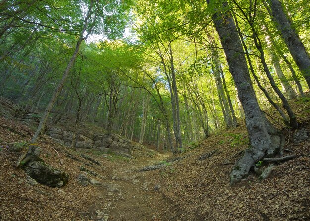 Na composição da natureza da floresta infravermelha