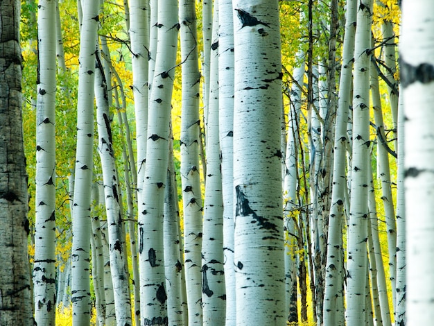 Na cordilheira de san juan das Montanhas Rochosas do Colorado, o outono transforma os álamos em um amarelo dourado que contrasta com seus troncos brancos.