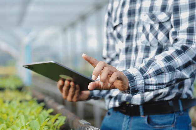 Foto na estufa industrial, dois engenheiros agrícolas testam a saúde das plantas e analisam dados com tablets