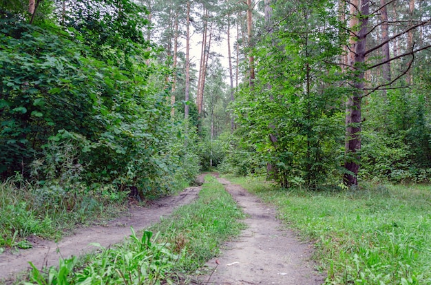 Na floresta, dois caminhos de pedestres se fundiram em um.