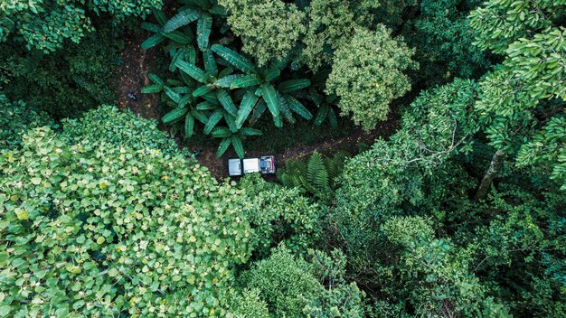 Na floresta e árvores verdes