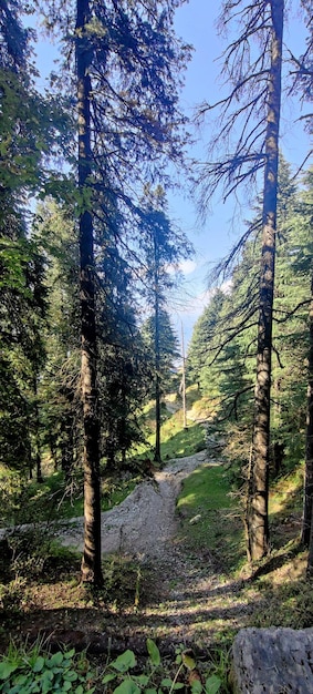 Na floresta em Dalhousie, norte da Índia