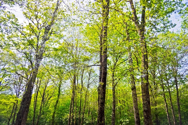 Na floresta em Nemi Itália