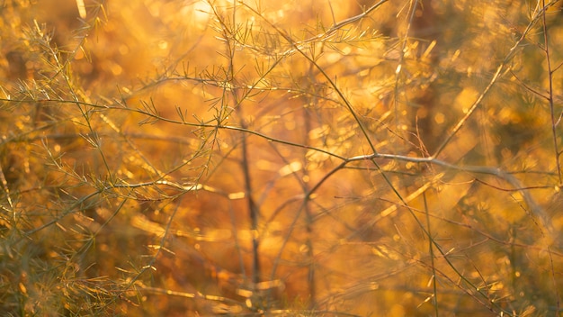 Na floresta há uma luz laranja