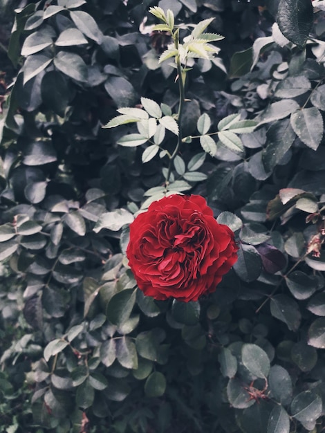 Na foto, uma rosa vermelha contra um fundo de folhas opacas.