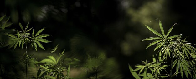 Foto na luz de fundo, uma planta atraente e popular. panorama lindo de cannabis.