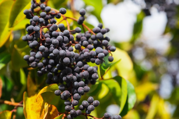 Na natureza, as bagas estão maduras em ligustrum japonicum comum