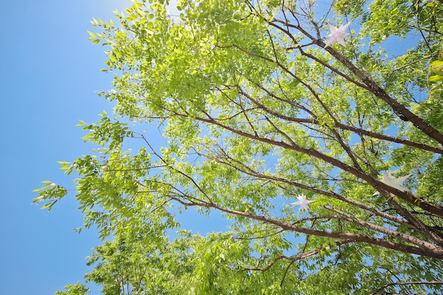 Na primavera, a cor das folhas é verde claro