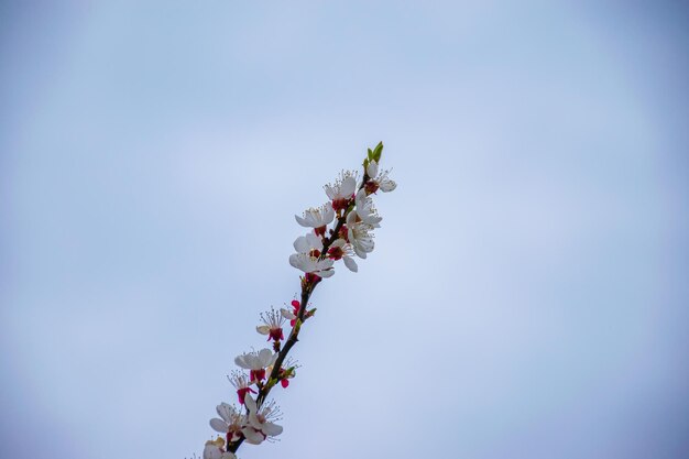 Na primavera florescem nos jardins do Japão maçã e cereja