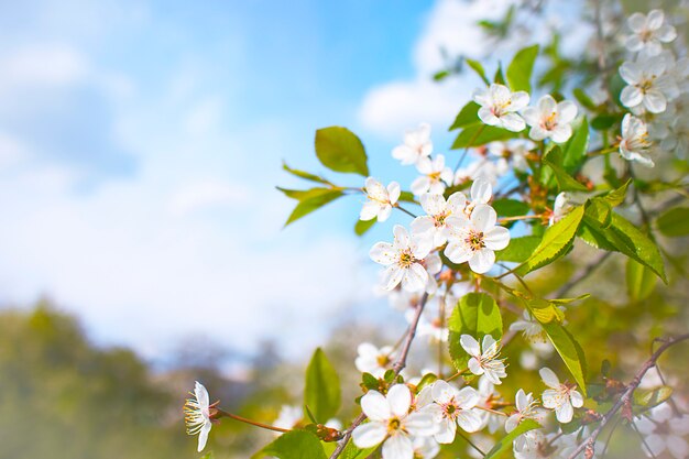 Na primavera, florescendo macieira.