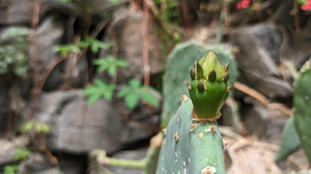 Na primavera, o cacto começa a crescer novas partes verdes do cacto aparecem foto