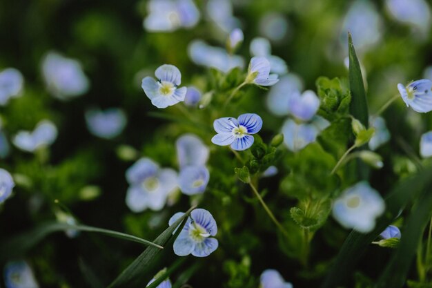 Na primavera Veronica chamaedrys floresce na natureza Foto de alta qualidade