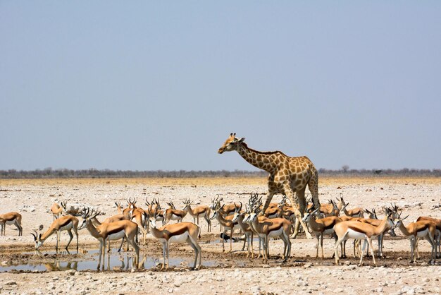 Na savana da Namíbia, uma girafa e um rebanho de antílopes bebem água em um bebedouro e se saciam