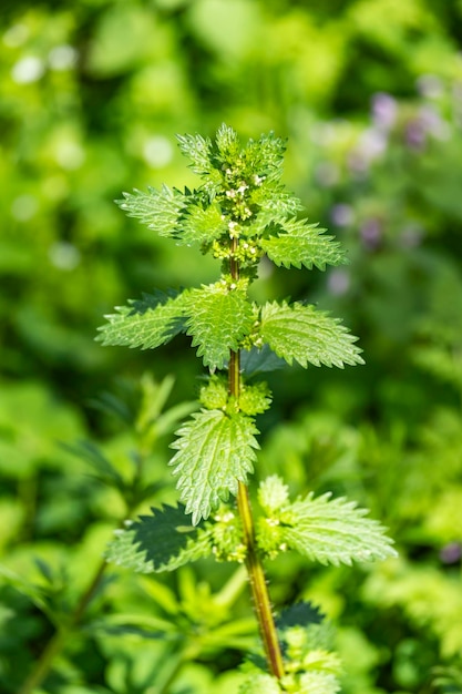 Na urtiga selvagem cresce ou Urtica urens