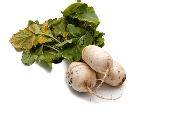 Nabos isolados no fundo branco. O nabo (Brassica rapa rapa), também chamado de repolho.